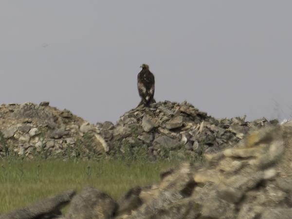 <h3><a href="/trips/ebro/biota/animalia/chordata/aves/017 accipitriformes/004 accipitridae/aquila chrysaetos/aquila chrysaetos-nl.html">Aquila&nbsp;chrysaetos</a> / Golden&nbsp;eagle / Steenarend</h3>OM-1 Mark II met OLYMPUS M.300mm F4.0, 1/2000 sec  bij F4.0, ISO 250